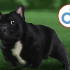 Franse buldogs fokken