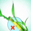 Kweek lucky bamboo