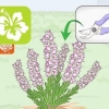 Snoei heideplante