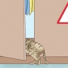 Herkennen dat 'n kat gaan bevallen