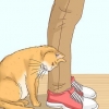Herkennen van 'n kat 'n zwerfkat is