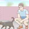 Die geslag van 'n kat bepaal