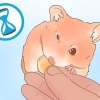 Die geslag van je hamster bepaal