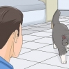 Het vertroue van 'n kat wen