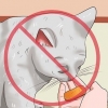 Het weren van katten