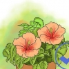 Kweek hibiscus in die buitelug