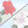 Groeiende hibiscus