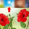 Voortplanting van hibiscus