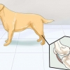 Honden met gewrichtsprobleme en stijfheid help