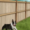 Honden ontmoedigen om in die tuin te poepen