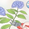 Sny hortensia-blomme