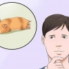 Begryp as jy hamster nie beweeg nie