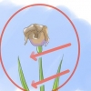 Versorging van irisse wanneer die blomme sterf