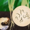 Japanse kevers bestrijden