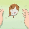 Je cavia trainen