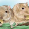 Je gerbil gelukkig maak