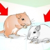 Je gerbils maak
