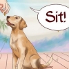 Je hond basiscommando se leer