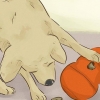 Je hond gelukkig hou