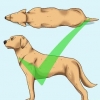 Je hond help af te vallen