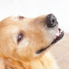 Je hond laat afkoelen