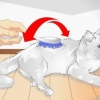 Je kat verwennen