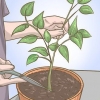 Snoei jou soetrissieplant