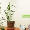 Sorg vir jou plante