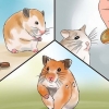 Je zieke hamster versorgen