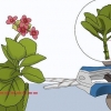 Kweek kalanchoe