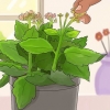 Snoei kalanchoe