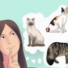 Katten fokken