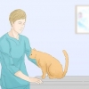 Katten laat stop met plassen op die tapijt