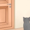 Katten uit 'n kamer hou