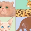 Kattenrassen herkennen