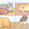 Koorts by katten verminderen