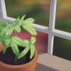 Herb‐moenie .stirme‐