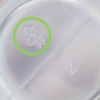 Gom plastiek