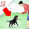 Labrador retrievers opleiding