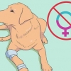 Labradors fokken