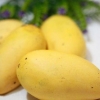 Mango's pasop