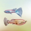 Mannelijke en vroulike guppy's identifiseer