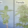 Onderskei manlike cannabisplante van vroulike plante