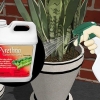 Verwyder miere uit plantpotte
