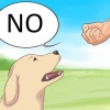 Nee sê teen jou hond