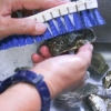 Oesters berei