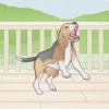 Ongewenste gedrag van jou hond corrigeren