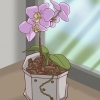 Oorplanting van orgideë