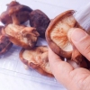 Paddenstoelen gedrogen