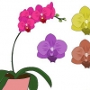 Phalenopsis-orgideë (vlinder-orgideë) sorg